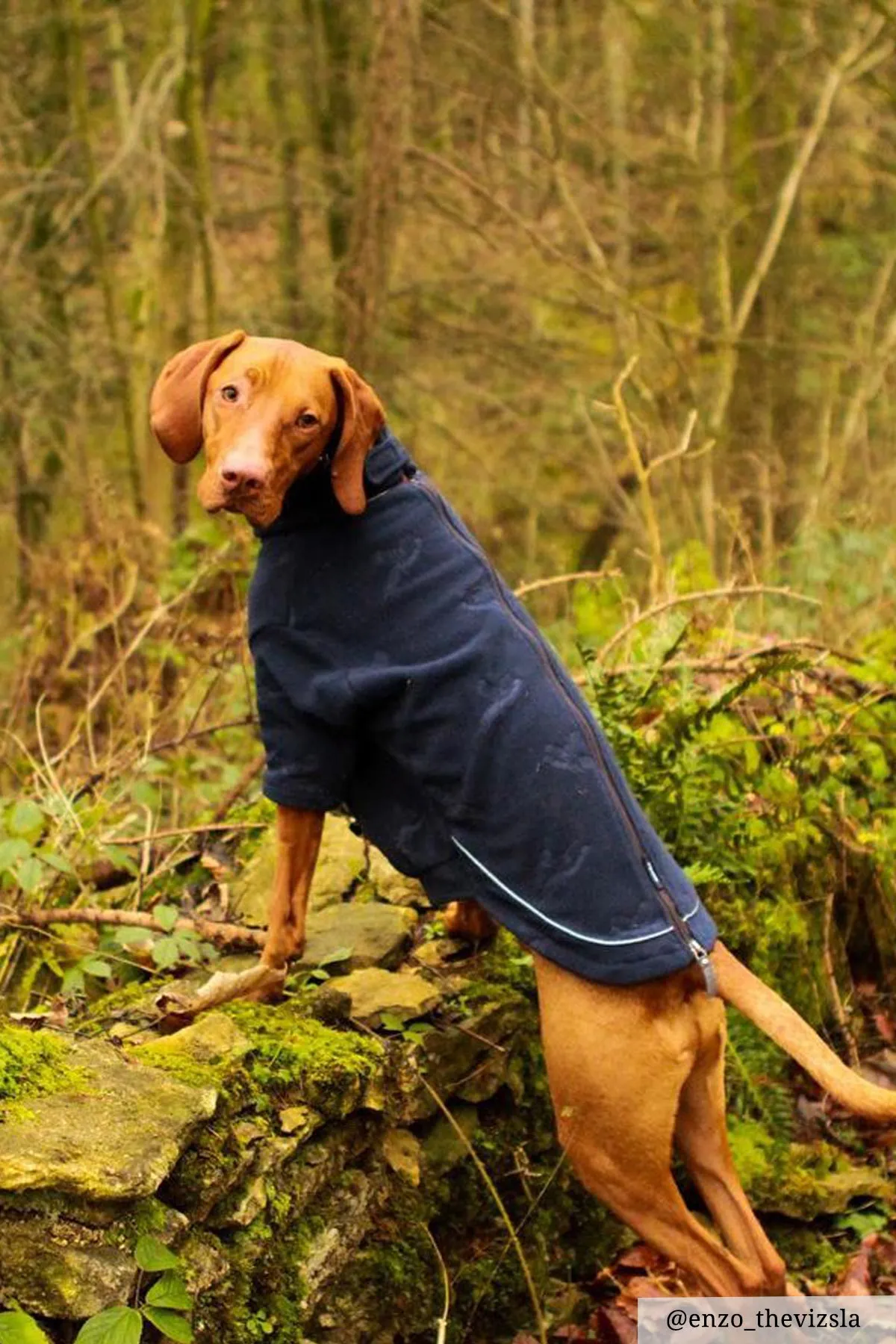 Pheasant Fleece Dog Jumper - Haxby